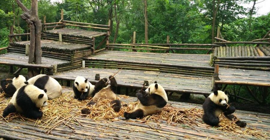 Chengdu Private Tour of Leshan Buddha and Panda Base - Key highlights worth centering in your plans
