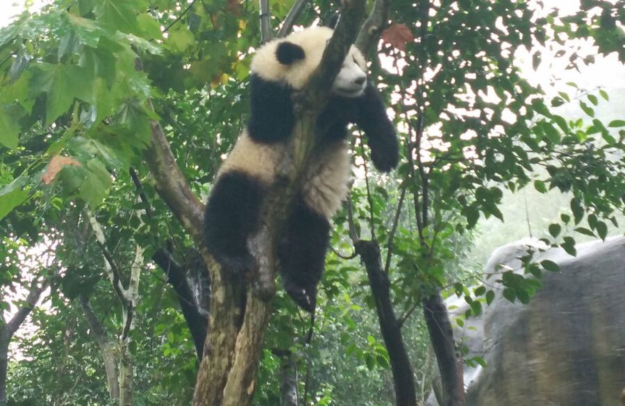 Chengdu Private Tour of Leshan Buddha and Panda Base - Lunch in a Local Restaurant, the Sichuan Way