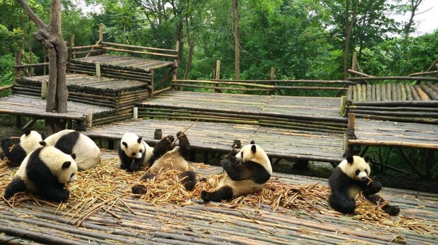Chengdu Private Tour of Leshan Buddha and Panda Base - Your Private English Guide, and the Difference a Great One Makes