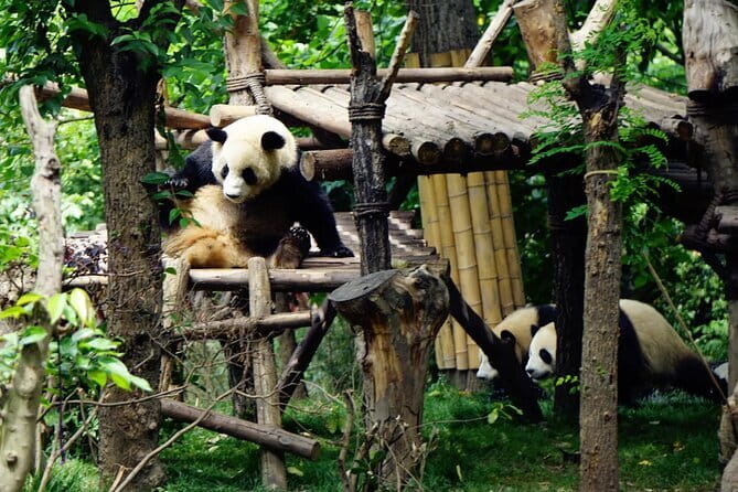 Chengdu Research Base of Giant Panda Breeding Ticket pre-booking - Chengdu Panda Base (Xiongmao Jidi): what you’re really paying for