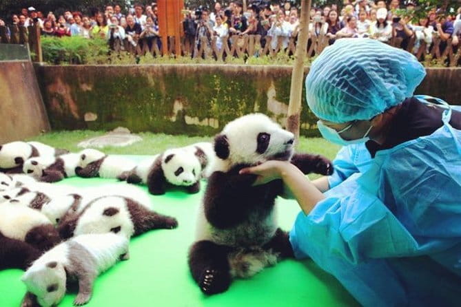 Chengdu Research Base of Giant Panda Breeding Ticket pre-booking - What to expect in your self-paced visit (and what’s missing)