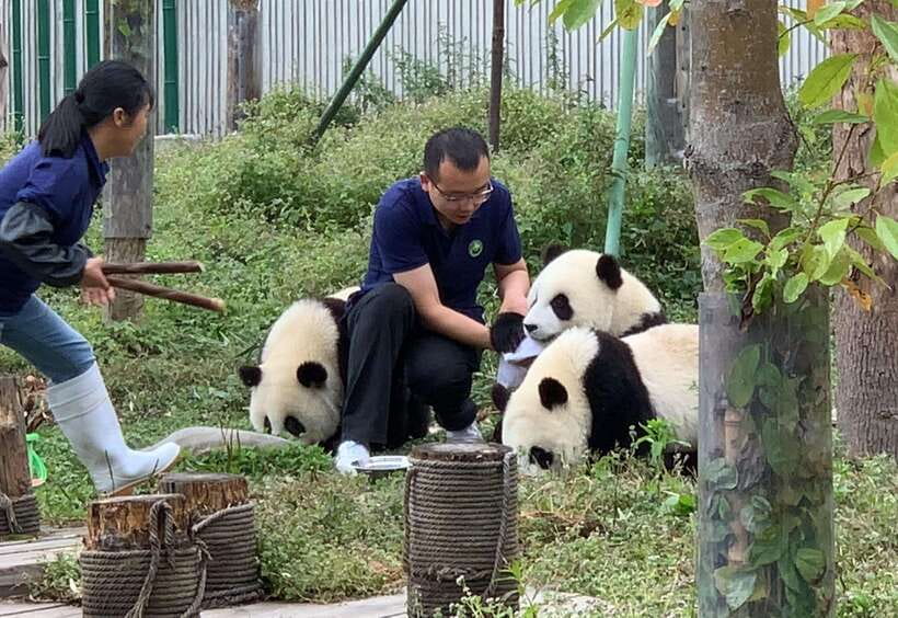 Chengdu: Volunteer Day Experience at Dujiangyan Panda base - 8:00 to 10:00, Bamboo Prep and Keeper Feeding at Very Close Range