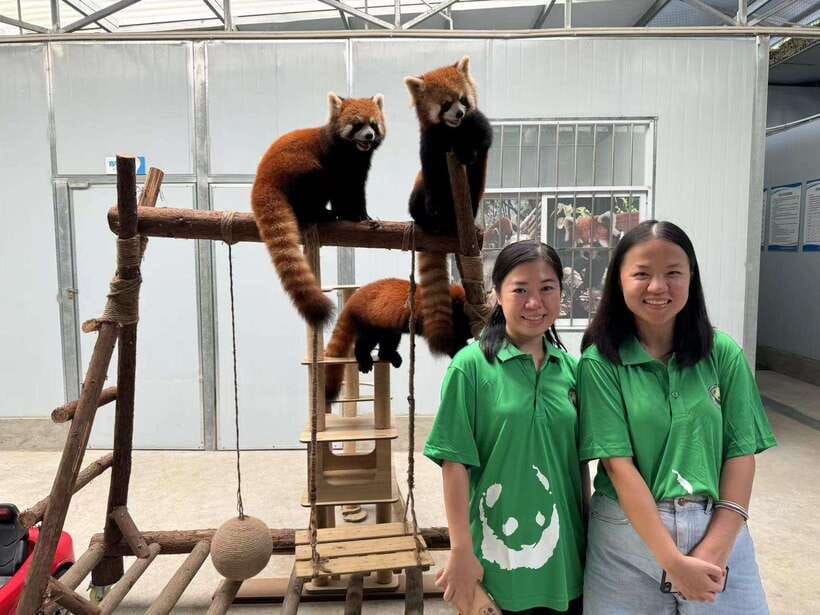 Chengdu: Volunteer Day Experience at Dujiangyan Panda base - 14:00 to 14:30, Make Panda Cakes by Hand Under Nutritionist Guidance