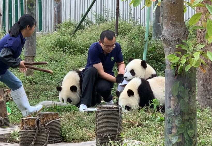 Chengdu: Volunteer Day Experience at Dujiangyan Panda base - 14:30 to 15:00, Your Volunteer Certificate, Then Back to Chengdu