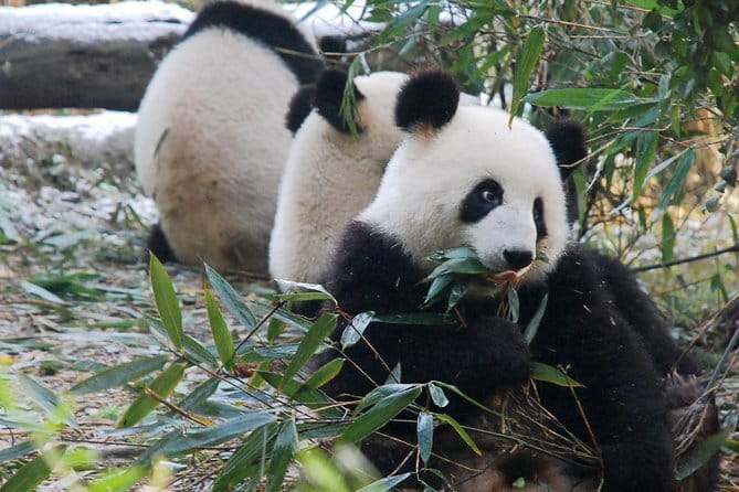 Day tour Chengdu Panda Base Leshan Giant Buddha with local Lunch - Tea Farm Stop And Tea Terrace Views: Why This Break Works