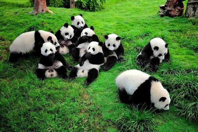 Day tour Chengdu Panda Base Leshan Giant Buddha with local Lunch - Price Value: What $130 Per Person Really Buys
