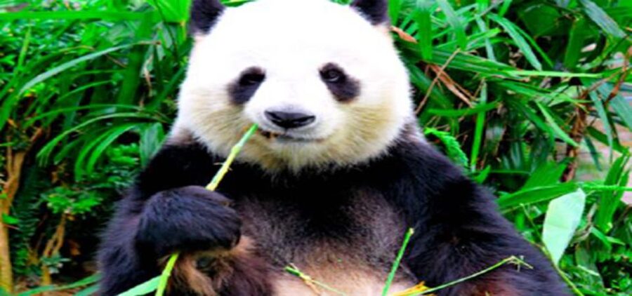 Dujiangyan panda base and irrigation system park day tour - Panda Time at Dujiangyan: Active Sightings and Easier Crowd Energy