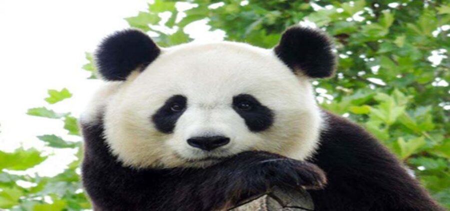 Dujiangyan panda base and irrigation system park day tour - Driver and Private Transport: Less Stress, More Sights
