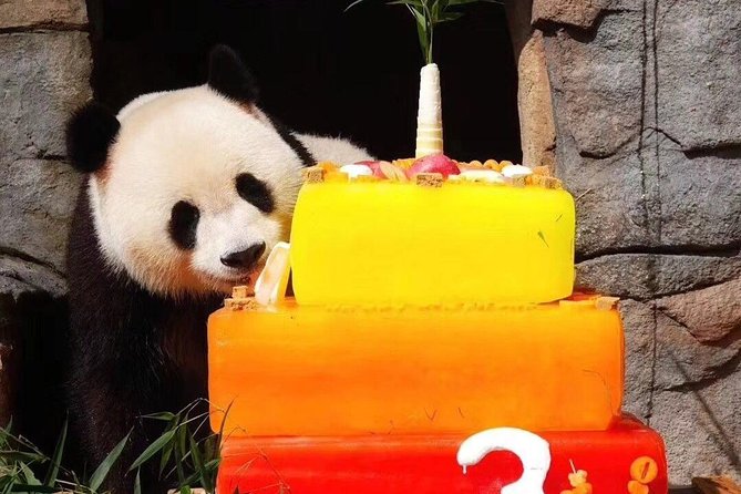 Dujiangyan Panda Base and Mount Qingcheng - The 2.5-hour panda morning: breakfast viewing and steady “wow” factor
