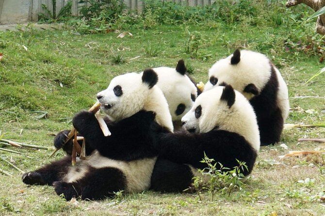 Dujiangyan/Wolong Panda Sanctuary day tour option panda keeper - Dujiangyan And Wolong In One Day: Why This Long Drive Can Feel Efficient