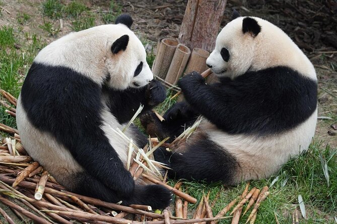 Dujiangyan/Wolong Panda Sanctuary day tour option panda keeper - Price and value: what $170 includes, and what costs extra