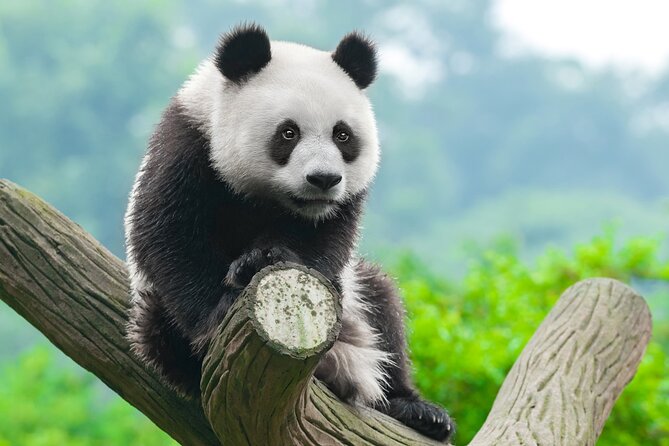Dujiangyan/Wolong Panda Sanctuary day tour option panda keeper - Morning logistics: starting at 7:00 am and why it matters