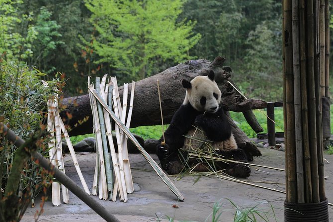Dujingyan Panda Sanctuary Half day tour option panda volunteer - The Real Appeal: Dujiangyan First, Pandas During Breakfast