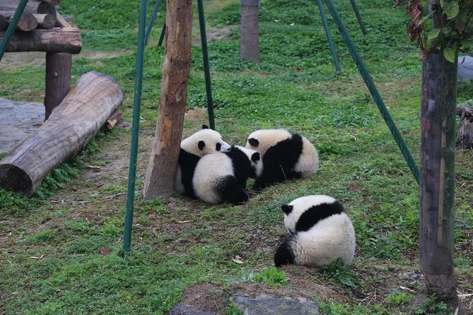 Dujingyan Panda Sanctuary Half day tour option panda volunteer - Volunteer Option: What It Means to Prepare Panda Food