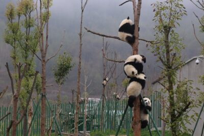 Dujingyan Panda Sanctuary Half day tour option panda volunteer
