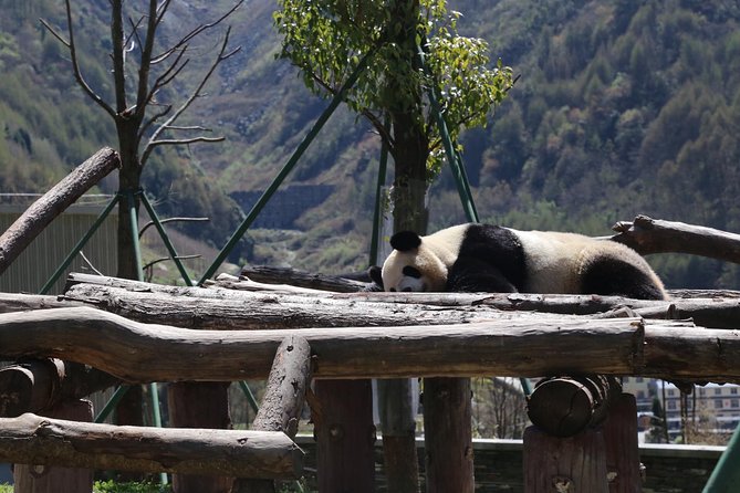 Dujingyan Panda Sanctuary Half day tour option panda volunteer - Who This Panda Tour Suits Best