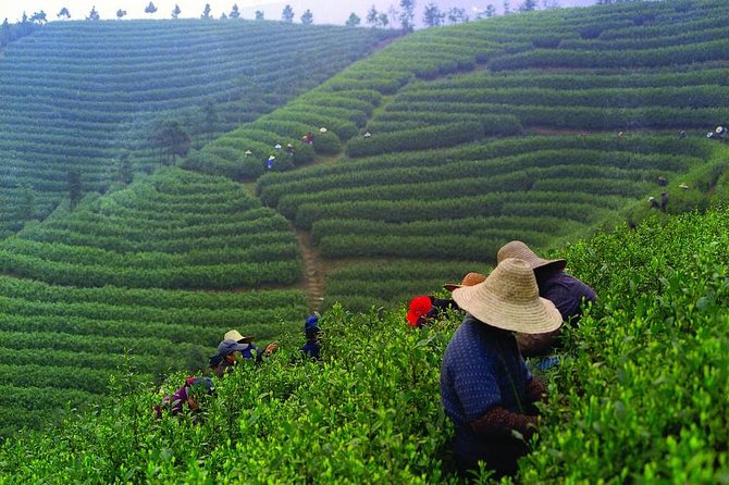 Experience Chengdu: Private Tea-Making Day Tour of Mengdingshan Tea Plantation - Why Mengdingshan Tea Terraces Feel Different From a Museum Stop