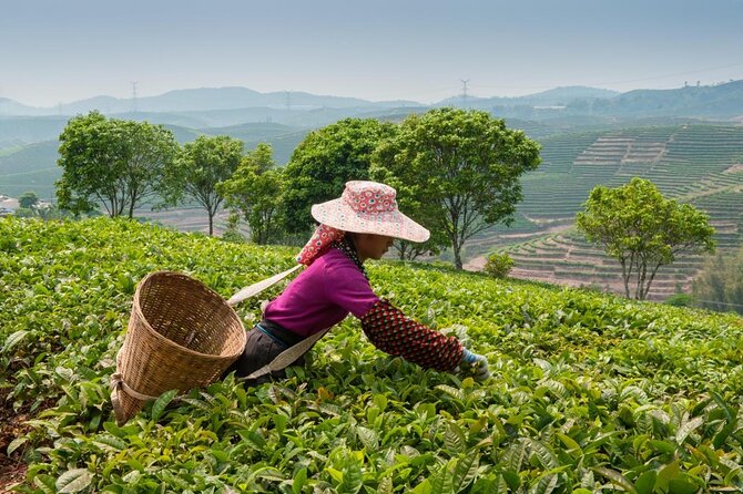 Experience Chengdu: Private Tea-Making Day Tour of Mengdingshan Tea Plantation - 9:00 AM Start, 2 Hours Up, 2 Hours Down: The Flow of the Day
