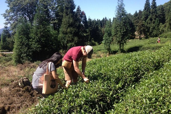 Experience Chengdu: Private Tea-Making Day Tour of Mengdingshan Tea Plantation - Lunch in the Mountains: Chinese Food That Keeps the Tea Lesson Moving