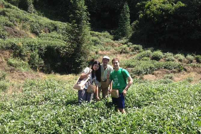 Experience Chengdu: Private Tea-Making Day Tour of Mengdingshan Tea Plantation - Price and Logistics: What Your 6 to 8 Hours Actually Buys