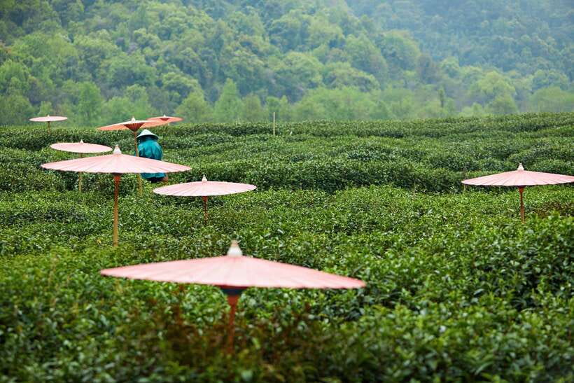 From Shanghai: Hangzhou Private Day Trip by Bullet Train - West Lake: UNESCO views, White Snake storytelling, and boat time