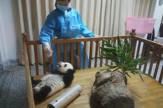 Giant Panda and Buddha 1 day tour - A smooth, early start in Chengdu, with pickup that saves your energy