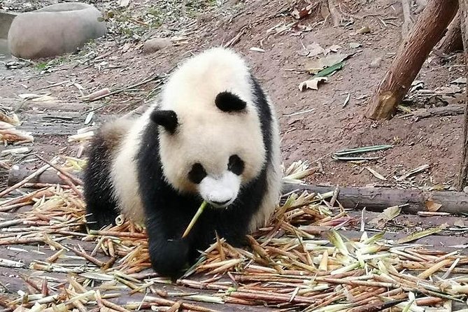 Giant Panda and Buddha 1 day tour - What you’re really buying with this price