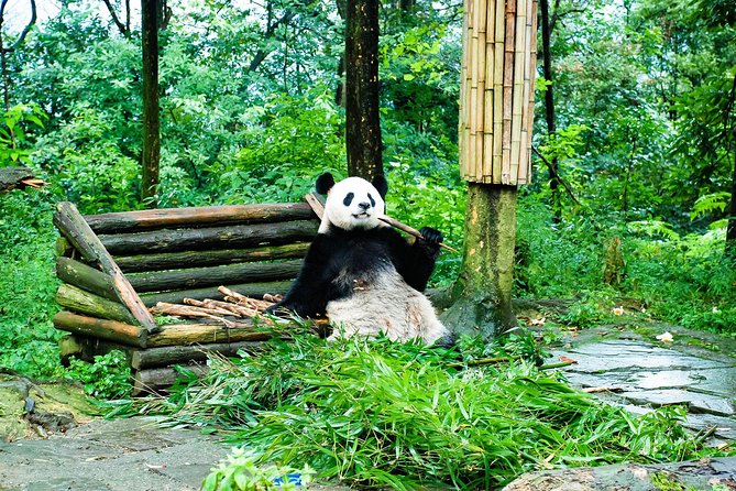 Giant Panda and Leshan Buddha Day Trip from Chengdu - The 8 to 10 hour shape of the day from Chengdu