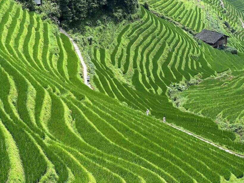 Guilin: Day tour of Longji Rice Terraces and Yangshuo - Ping’An vs JinKeng terraces: two areas, two village worlds
