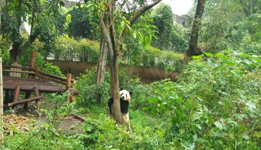Half Day Amazing Chengdu Panda Base Trip - Who This Half-Day Panda Base Tour Fits Best