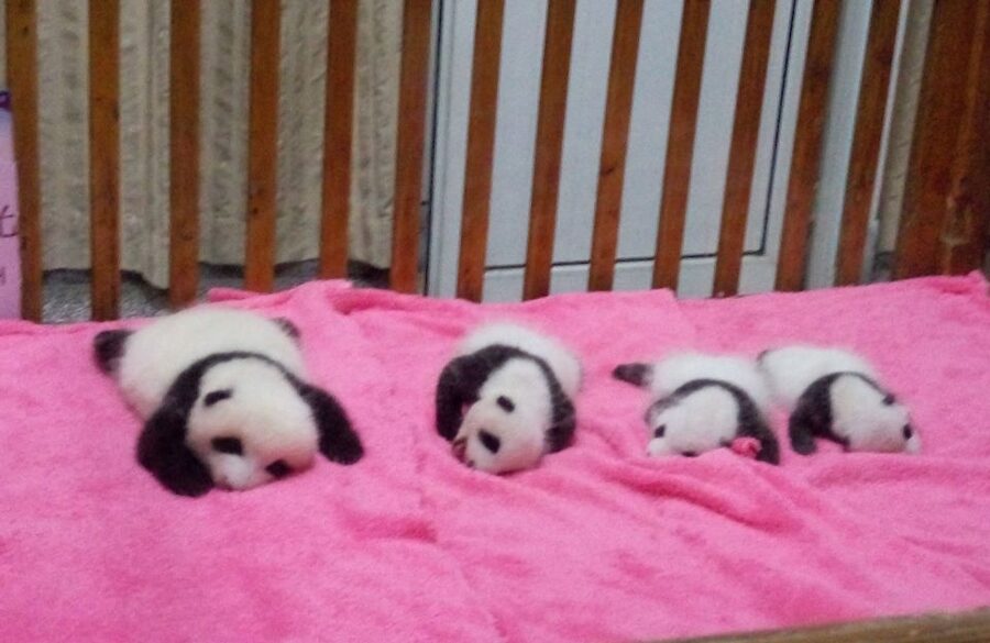 Half Day Amazing Chengdu Panda Base Trip - Hotel Pickup and the Private Car Advantage
