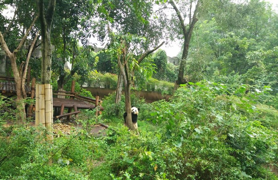 Half Day Amazing Chengdu Panda Base Trip - Seeing Adults and Babies During Feeding Time