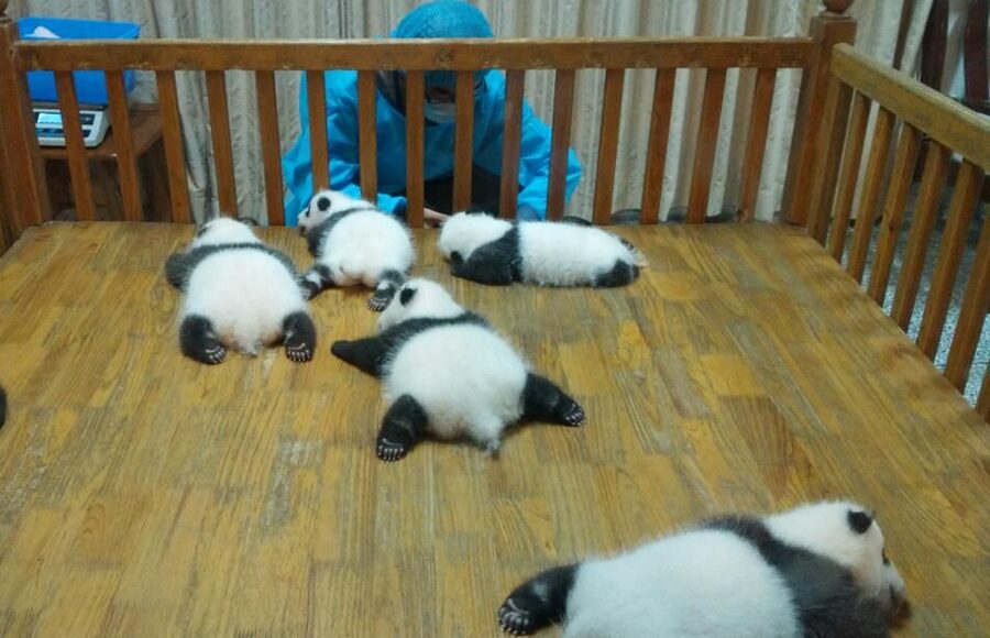 Half Day Amazing Chengdu Panda Base Trip - Beyond Giant Pandas: Red Pandas, Cranes, and Golden Monkeys