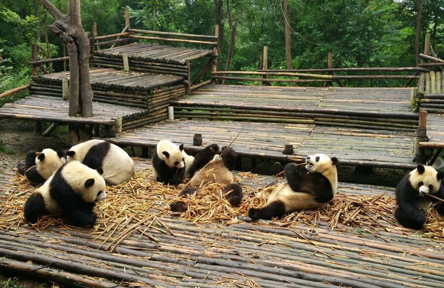 Half Day Amazing Chengdu Panda Base Trip - Private Guide Power: Ask Questions, Get Context