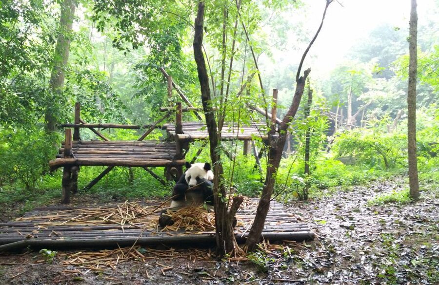 Half Day Amazing Chengdu Panda Base Trip - How Long It Really Takes: 4 Hours on the Ground