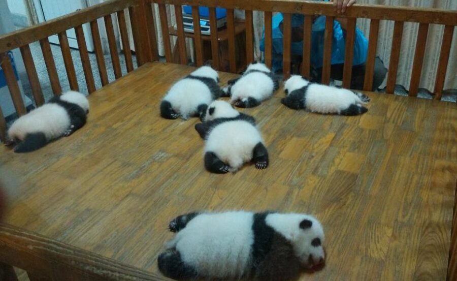 Half Day Amazing Chengdu Panda Base Trip - Price and Value: Is $205 Per Person a Fair Deal?