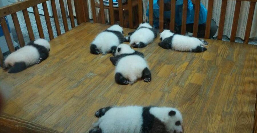Half Day Amazing Chengdu Panda Base Trip - Arrival at Chengdu Research Base: What You Should Focus On