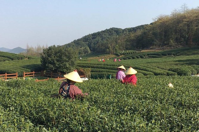 Half-Day Hangzhou Yunxi Bamboo Forest and Tea Plantation Experience - Getting to Yunxi Zhujing Scenic Resort: pickup that saves your time