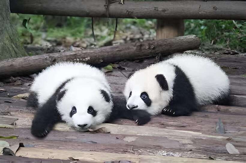 Half day small group tour to Chengdu Panda Breeding Center - Key Highlights You’ll Actually Feel in Your Day