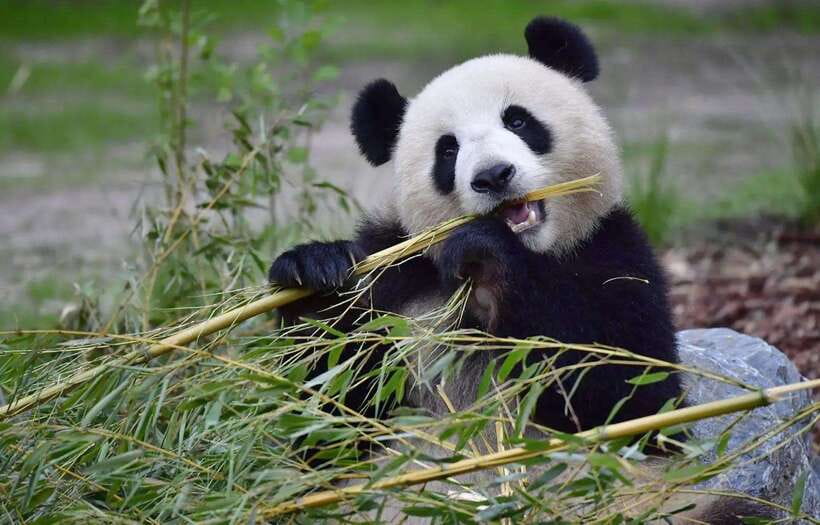 Half day small group tour to Chengdu Panda Breeding Center - Inside the Van: What the Transfer Feels Like
