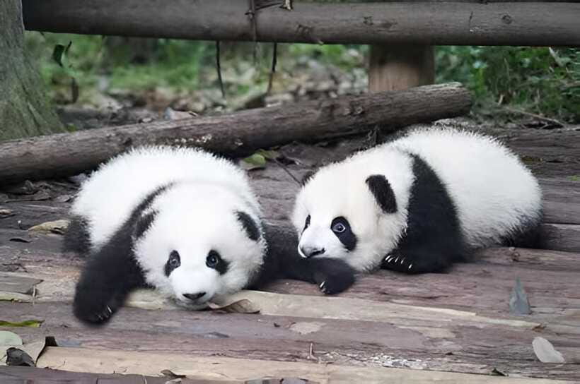 Half day small group tour to Chengdu Panda Breeding Center - Summer and Fall Bonus: Possible Nursery Newborns