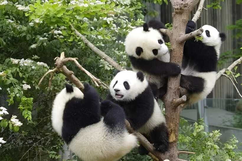 Half day small group tour to Chengdu Panda Breeding Center - What About the Guide? Sometimes You Get One, Sometimes You Don’t