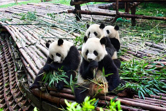 Half-Day Tour at Chengdu Panda Breeding Research Base - Why this half-day panda visit works so well in Chengdu