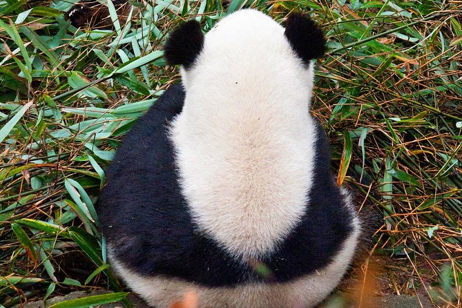 Half-Day Tour at Chengdu Panda Breeding Research Base - Comfort, timing, and what to bring for a 3 to 4 hour outing