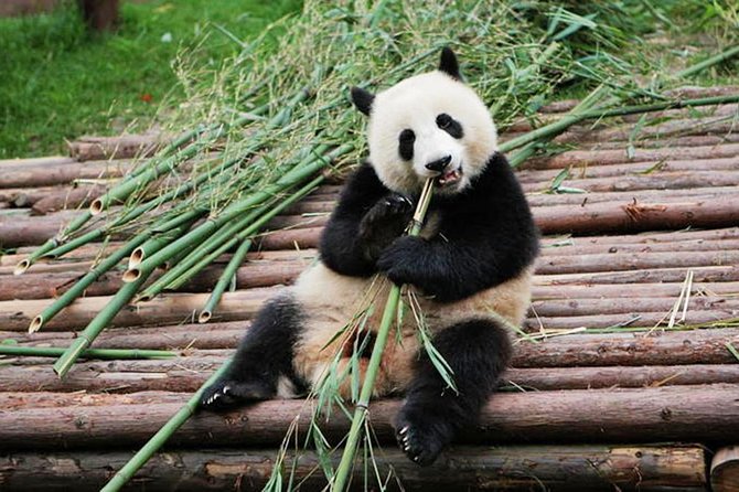 Half-Day Tour at Chengdu Panda Breeding Research Base - Price and what makes the $95 feel fair