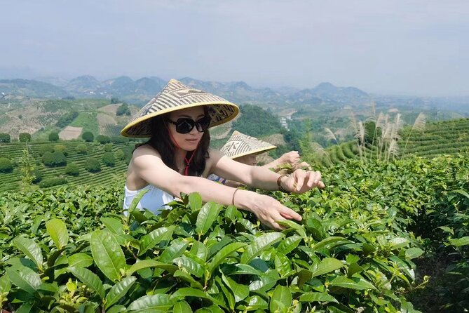 Half-day Tour: Largest Tea Plantation & Amazing Xianggong Hill - Practical tips so the day feels easy