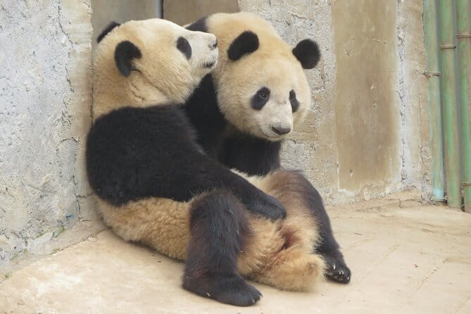 Half Day Tour to Xi'an Wild Panda Breeding and Protecting Center - Key things to know before you go
