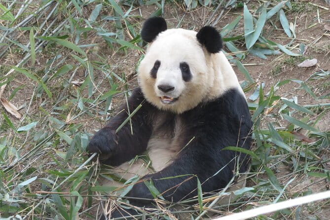 Half Day Tour to Xi'an Wild Panda Breeding and Protecting Center - Pandas in Xian, not Just a Chengdu Story