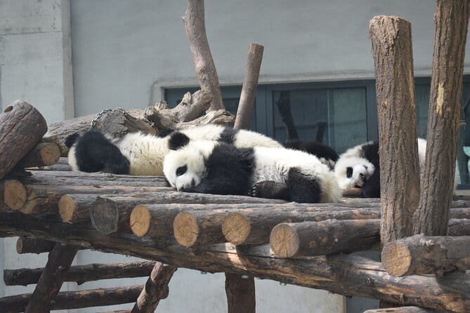 Half Day Tour to Xi'an Wild Panda Breeding and Protecting Center - Qinling Wildlife In Danger Animals Protection And Research Center: What You Actually See