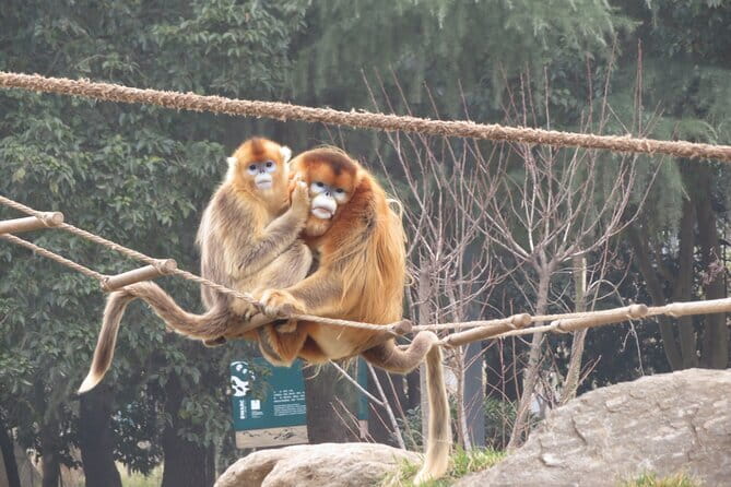 Half Day Tour to Xi'an Wild Panda Breeding and Protecting Center - English-Speaking Guide and Private Transport: The Real Convenience Payoff